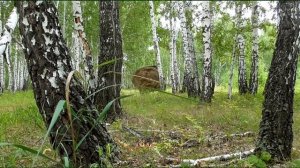 На тракторе в лесу теряю рулоны сена сенокос 2020 Бажениты