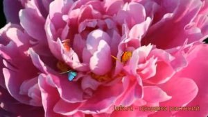 Пион травянистый Гилберт Бартело (paeonia) ? обзор: как сажать, рассада пиона Гилберт Бартело