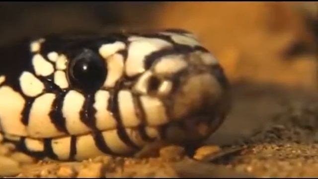 Схватка гремучей змеи с королевской змеей смотреть онлайн