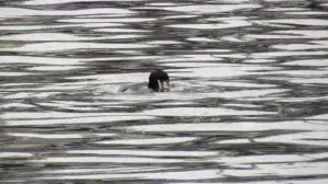 Баклан в Москве