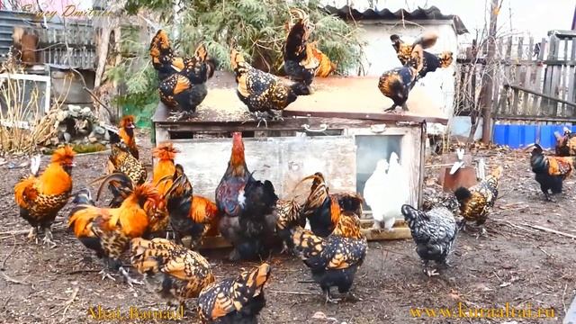 Декоративные куры Павловские #куры #Pavlovskie_chickens, #chickens #Decorative_breeds_of_chickens смотреть онлайн