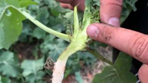 Рапс в осенний период.  Рост регуляция Рапса, внесение бора