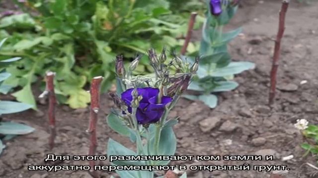 Эустома — выращивание