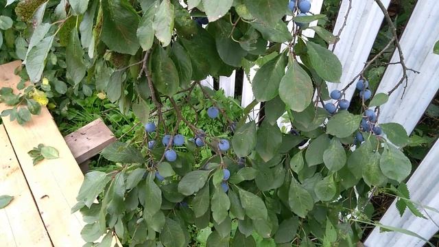 Наблюдение о влиянии листовых подкормок на урожай. смотреть онлайн