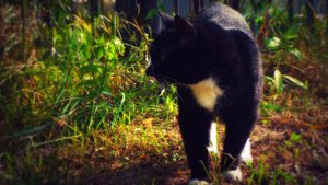 "Кошка, гулявшая сама по себе" Р.Киплинг. Читает А.Ключук.