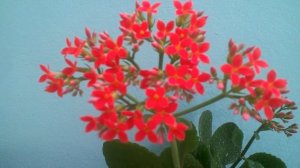 #Тунбергия_крупноцветковая а так же #Каланхоэ, #Лилия паук, #Эписция. Цветение. #Доминикана.