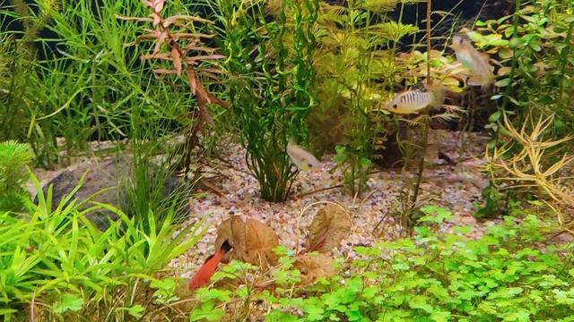 О растениях в трехметровом аквариуме! смотреть онлайн