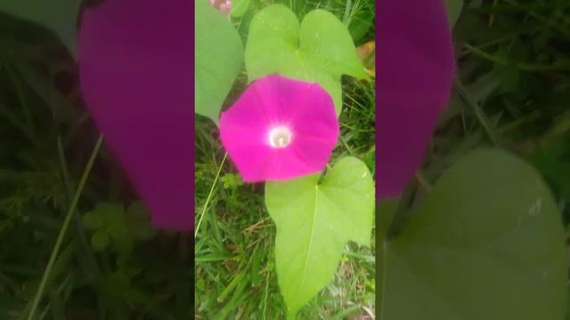 pretty flowers. what is the color of the 1 a solid color I wonder...?  violet ...? morning glories.