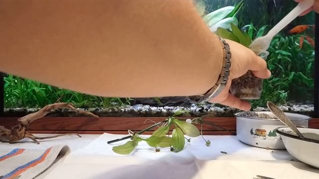 Размножение Эхинодоруса .Посадка в стаканчики. смотреть онлайн