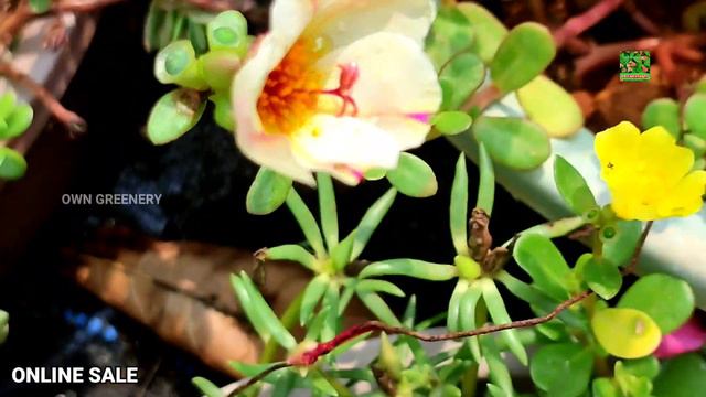 വെറും 5 രൂപക്ക് പത്തുമണിചെടികൾ | Online Sale | Hybrid Table Rose Flower Plants for Sale | 10 O'Cloc смотреть онлайн