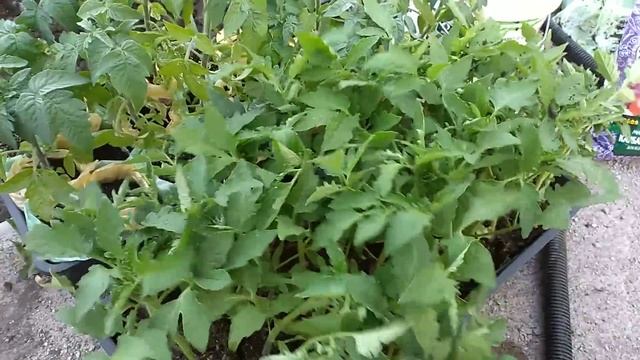 ВСЕГДА КЛАДУ ЭТО В ЛУНКУ ПРИ ПОСАДКЕ ТОМАТОВ смотреть онлайн