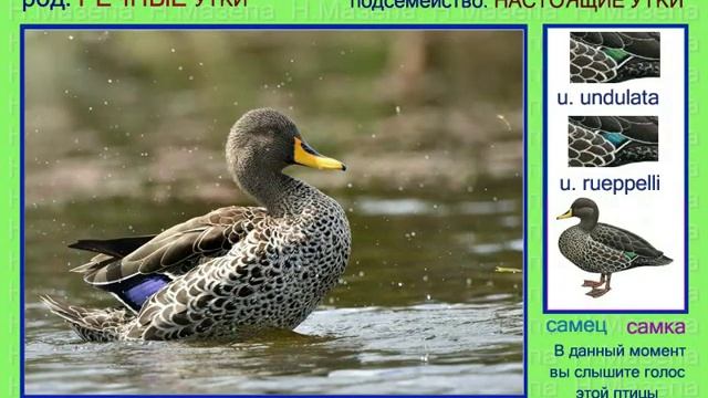 Кряква. Кряковая утка. Голоса птиц