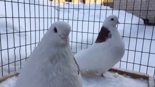 ижевские гривуны Бакирова Раиля ??? смотреть онлайн