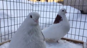 ижевские гривуны Бакирова Раиля ???