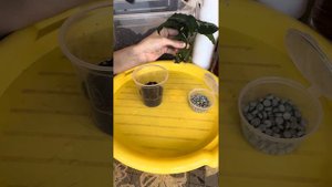 Сингониум Вендланда