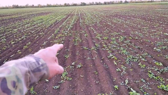 ряды подсолнечника НЕОМА, когда опрыскивать Евролайтингом? смотреть онлайн