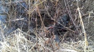 Ондатра атакует!