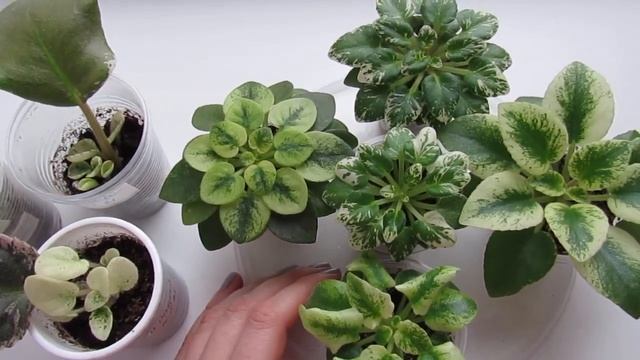 Пестролистные фиалки/Уход/ Размножение смотреть онлайн