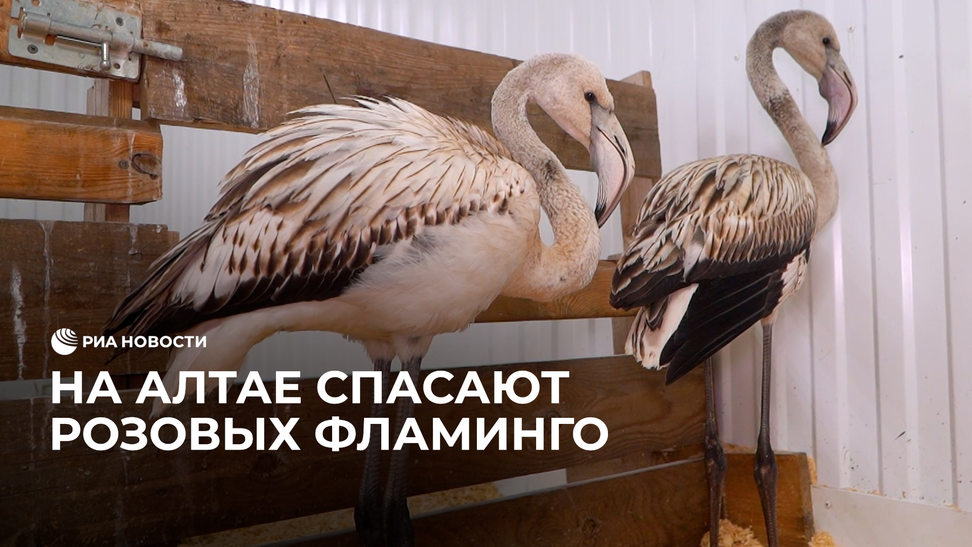 На Алтае спасают розовых фламинго