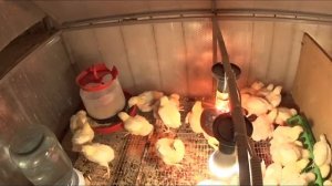 Цыплята бройлера РОСС 308 ( 12 СУТОК) Динамика роста, кормление Профилактика кокцидиоза