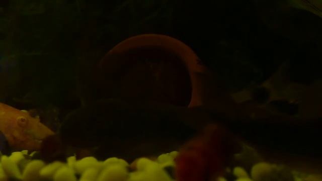 Нерест анциструс золотой смотреть онлайн