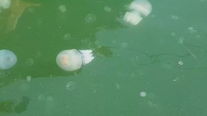 Медузы в чёрном море (Корнерот)