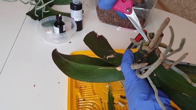 Орхидея без корней и верхушки || Формирую новую шейку орхидее | Часть 2 смотреть онлайн