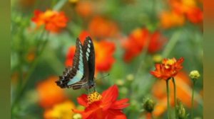 Юрий Антонов - Не рвите Цветы!