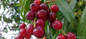 Абхазия. Сухум. Ботанический сад