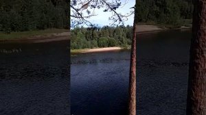 В диких условиях Кордон лесника_1080p.mp4