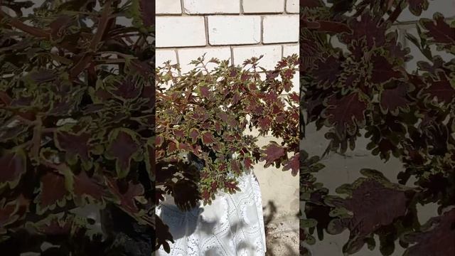 Колеус ампельный. #сад #цветы смотреть онлайн