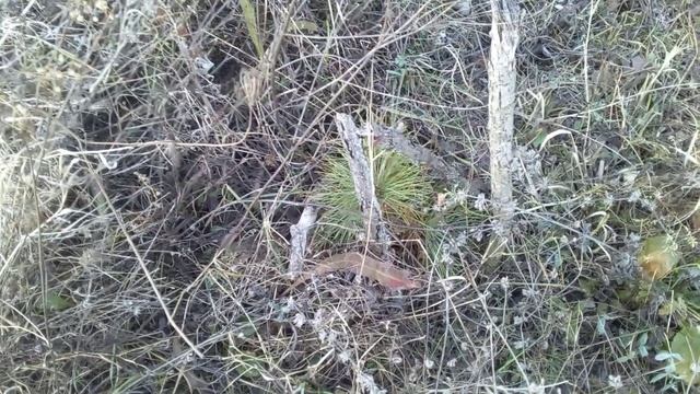 сосна арманди, белая китайская, кедровая смотреть онлайн