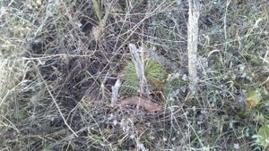 сосна арманди, белая китайская, кедровая