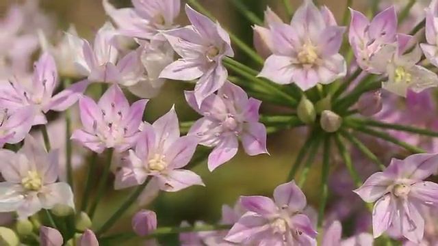 flower bulbs Allium unifolium2.avi смотреть онлайн