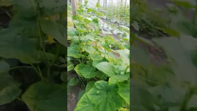 Причины хлороза огурца // как убрать хлороз