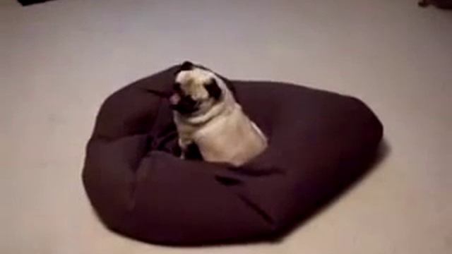 У мопса щенячий восторг от кресла мешка= смотреть онлайн