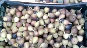 Как инжир переживает мороз небольшой