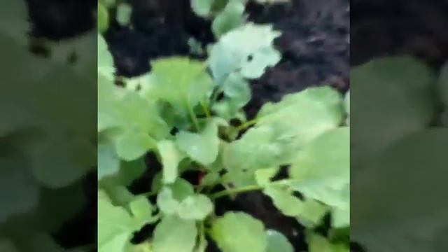 Урожай . Август . Редиска . Кинза. Салат. Лук. Дача. Огород. Второй урожай за лето. Сибирь . #short смотреть онлайн