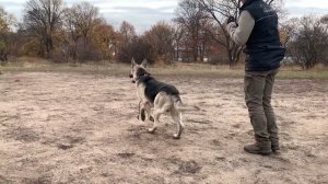 Дрессировка собак в Воронеже. ВЕО послушание.Фиелисс Дей-Дон
