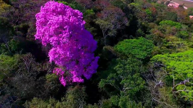 A floração exuberante de um Ipê Roxo смотреть онлайн