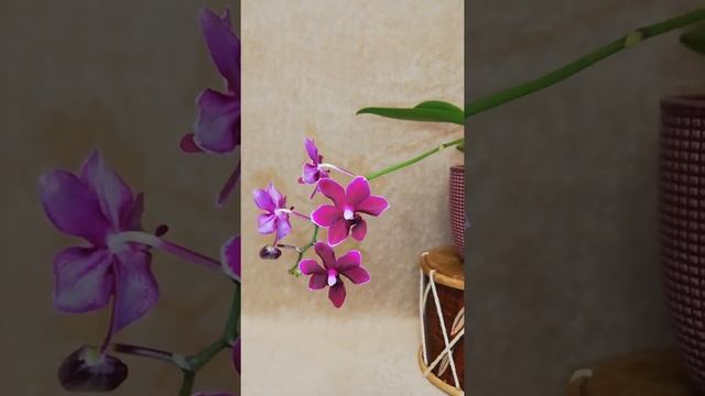 #shorts Phalaenopsis Black Pearl #домашнеецветение #орхидеи