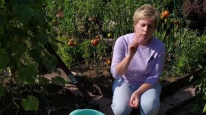 ПОГОВОРИМ О СИДЕРАТАХ ? Как с помощью сидератов сэкономить на удобрениях? / Садовый гид