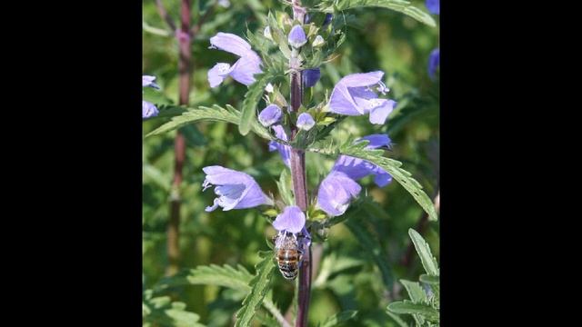 лечение рака инсультов змееголовник смотреть онлайн