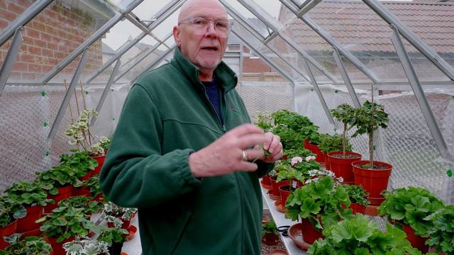 Late March 2020. Stress coloured leaves in Spring. смотреть онлайн