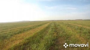 Охота на перепела. Ставропольский край