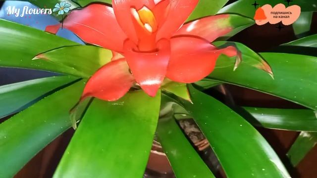 Гузмания.Часть 1.Уход в домашних условиях. смотреть онлайн