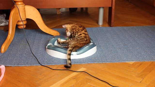 бенгальские котята - bengal cats смотреть онлайн