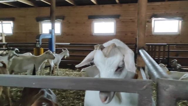 Экскурсия с дегустацией сыра на Эко-ферме Коза-Ностра смотреть онлайн