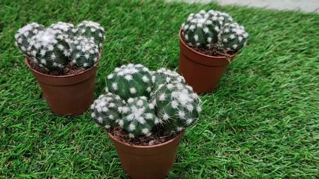 Эхинопсис субденудата, уход, размножение