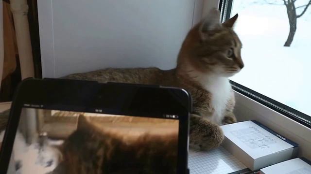 Реакция кошки на голос кота